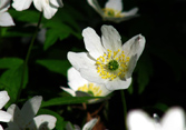 Vitsippa